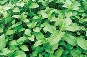 Aquatic Mint