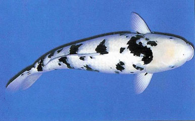 Bekko