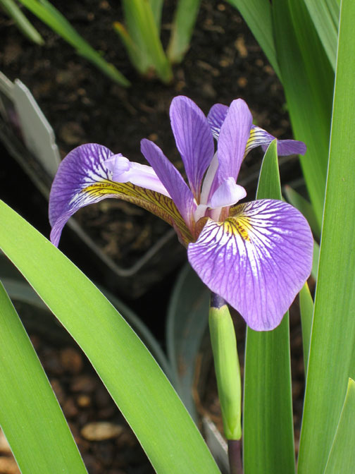 Blue Iris