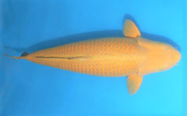 Chagoi