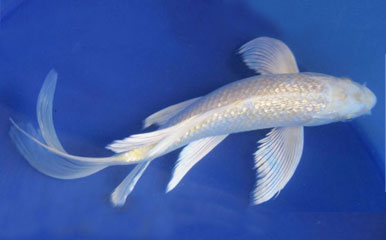 Dragon Fish / Butterfly Fish