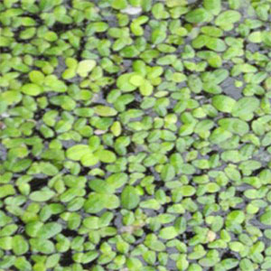 Duckweed