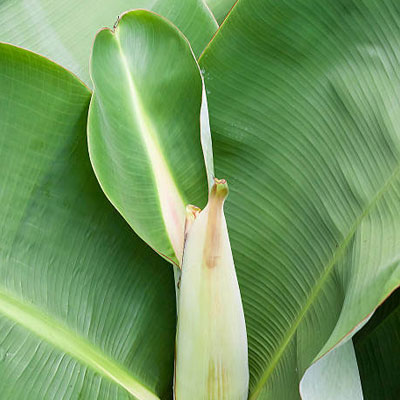 Dwarf Banana Tree