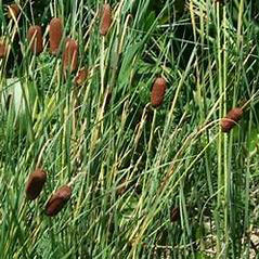 Dwarf Cattail