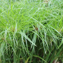 Dwarf Giant Papyrus