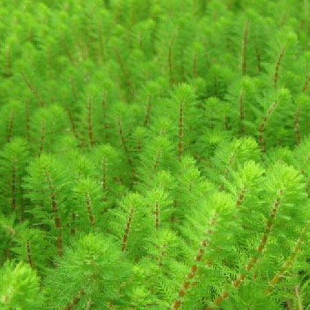 Dwarf Red Stem