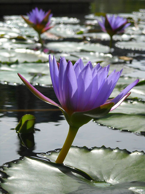 Floating Red Blue Lilies