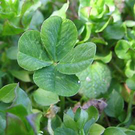 Four Leaf Clover