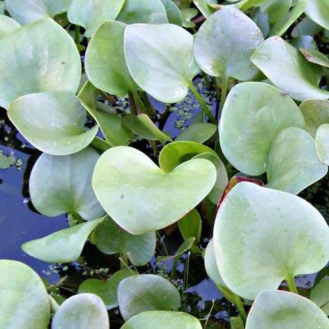 Frogbit