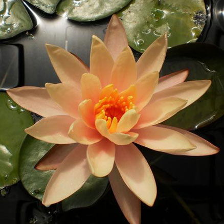 Georgia Peach