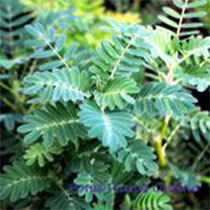 Giant Sensitive Fern