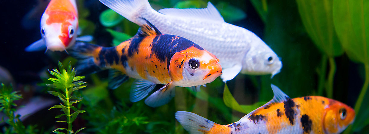 koi-img1