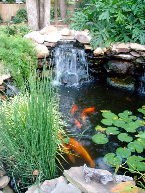 koi-img2