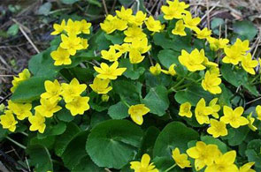 Marsh Marigold