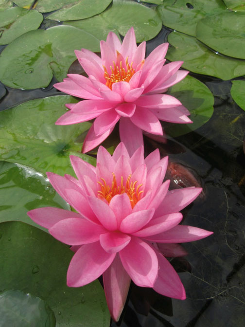Mini Nymphaea Mayla