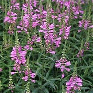 Obedient Plant