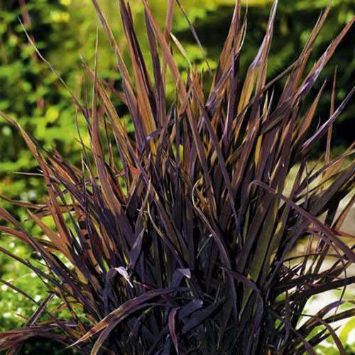 Ornamental Rice