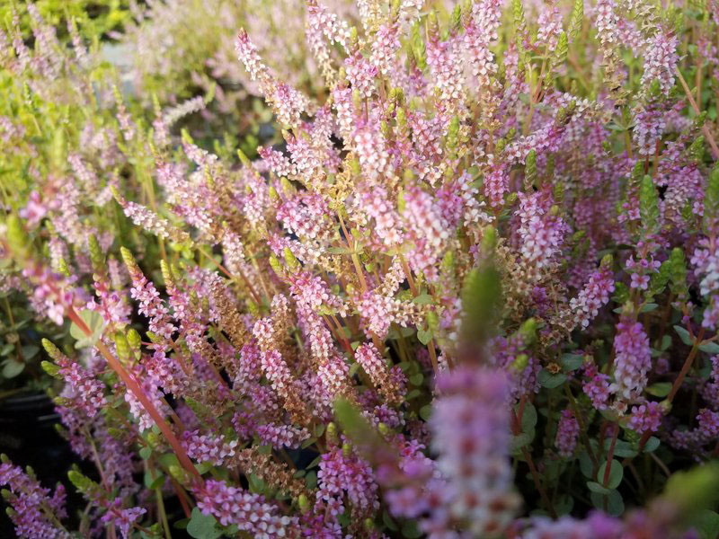 Rotala indica
