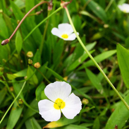 Siberian PinkCups