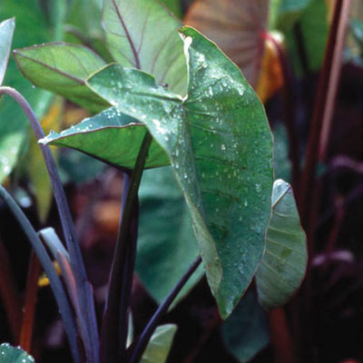 Taro Pond Plant