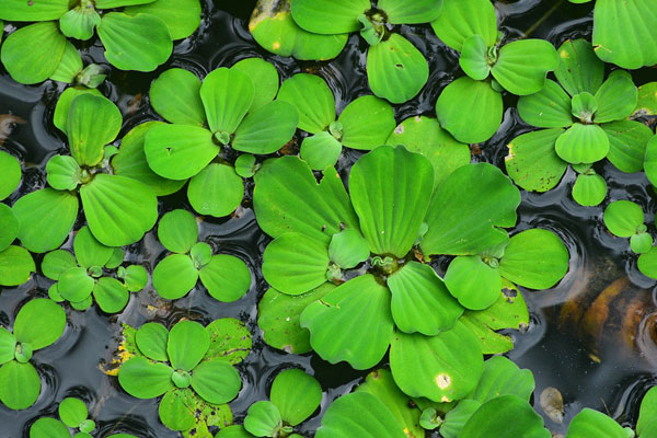 Water Lettuce 