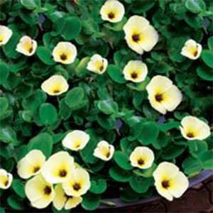 Water Poppy